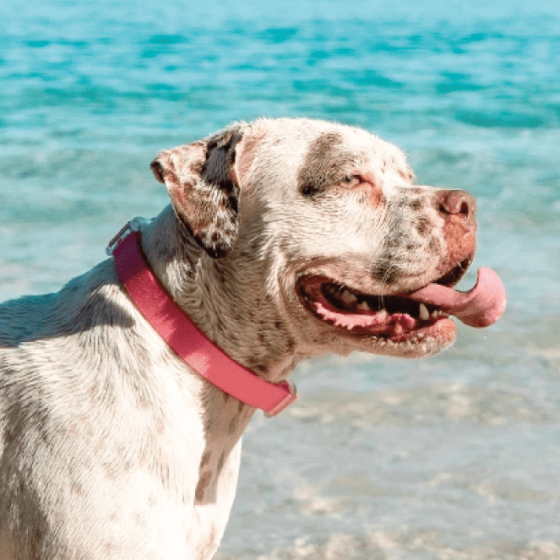 Zee Dog Collar Neo Pro Tallas S-M-L - Imagen 2