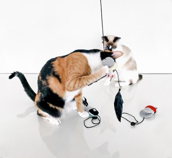 Zee Dog Finger Puppets Juguete para gatos - Imagen 2